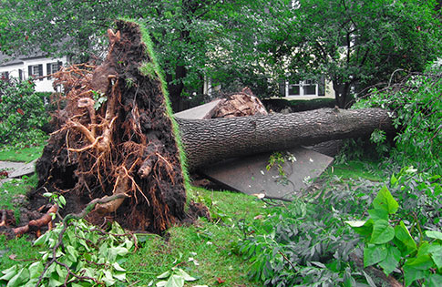 Emergency Tree Service for Valrico FL